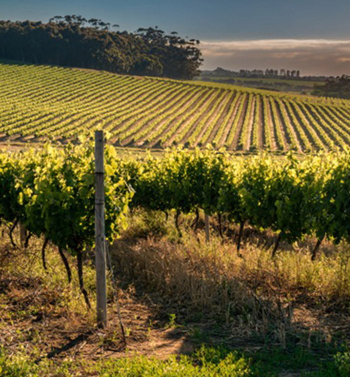 Vineyard in the Cape Winelands