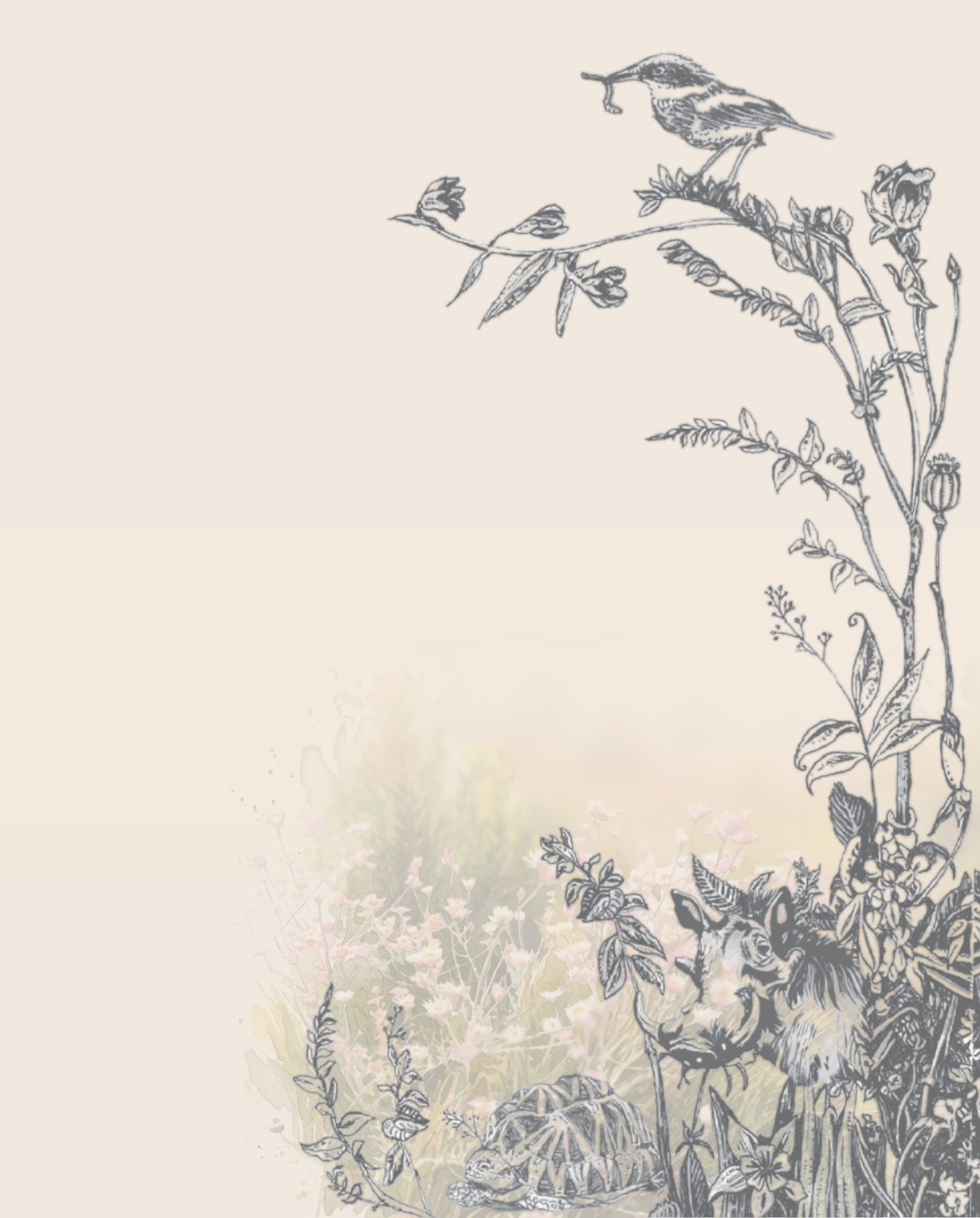 Nitida Renosterveld label illustration