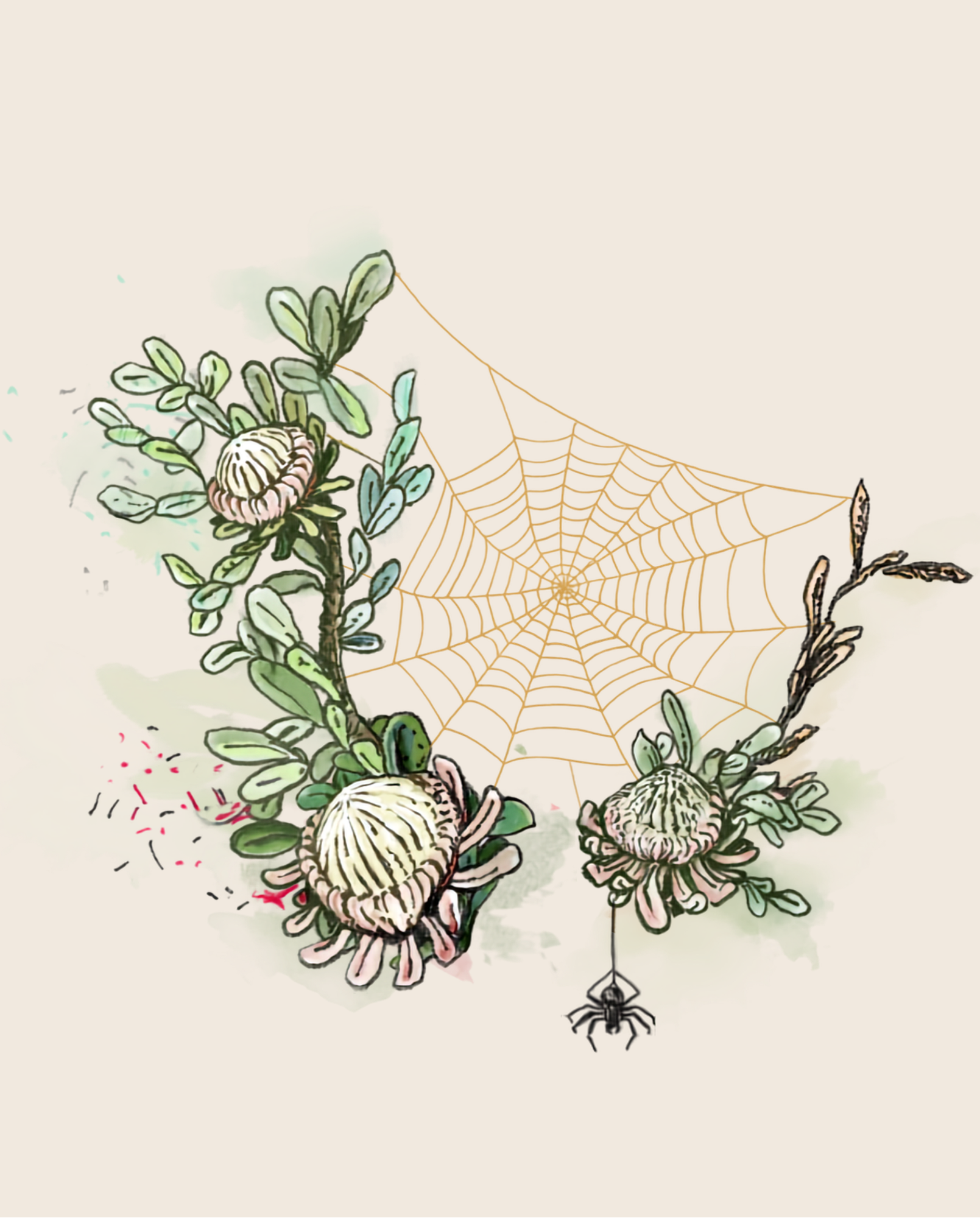 Nitida Golden Orb spider label illustration