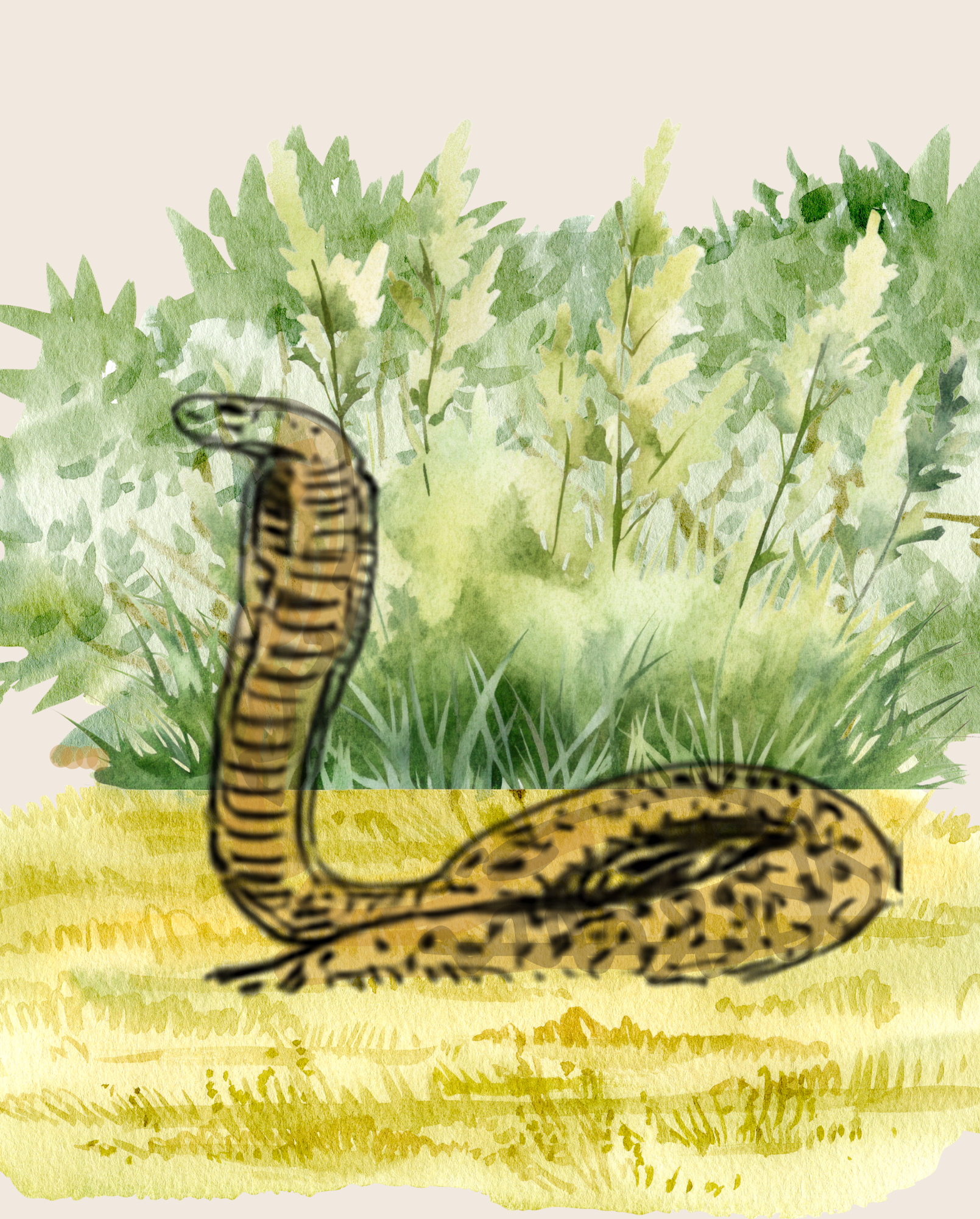 Nitida Cape Cobra label illustration