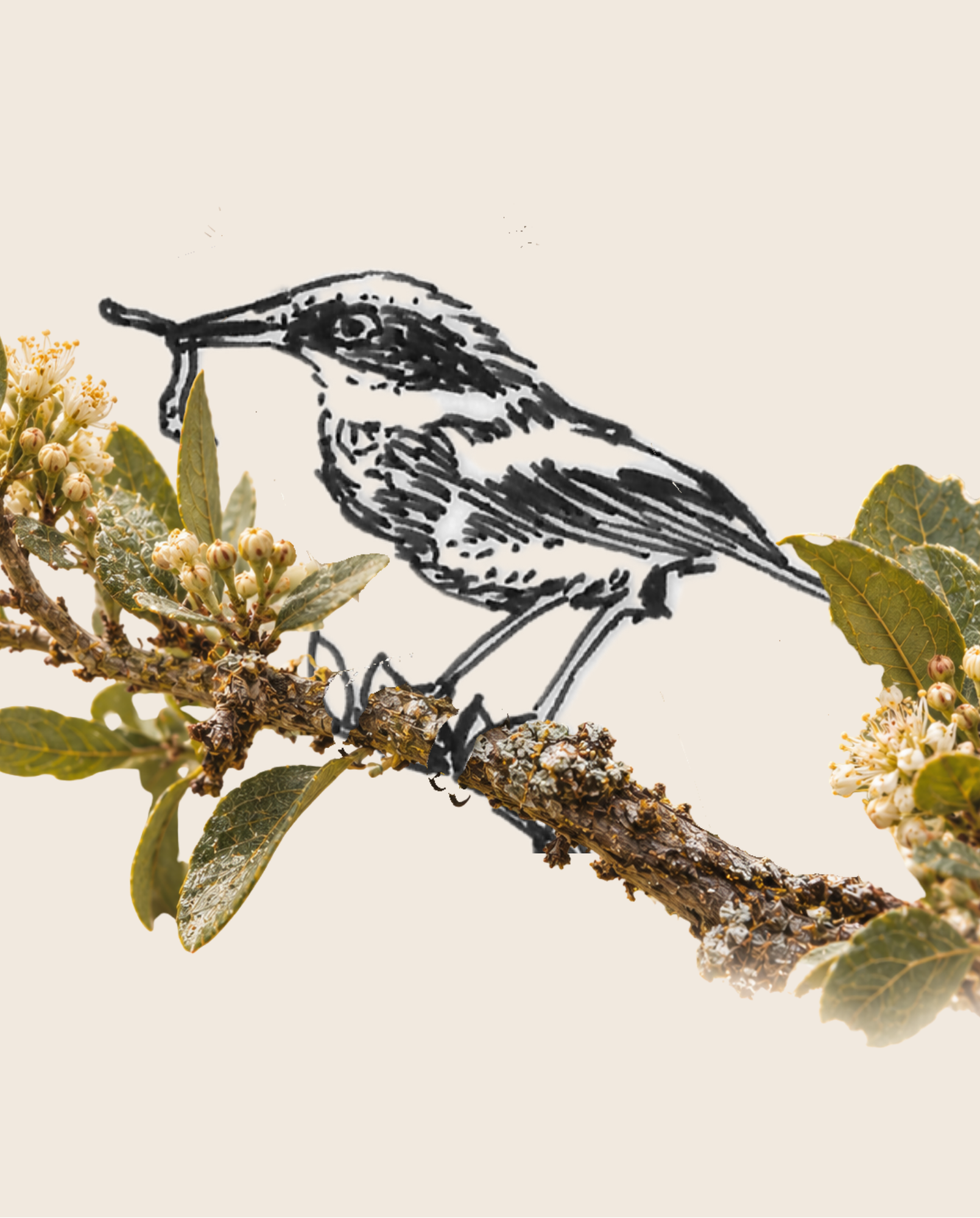 Nitida Cape Batis label illustration
