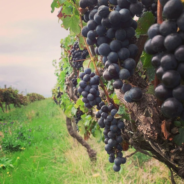Winemaking at Nitida