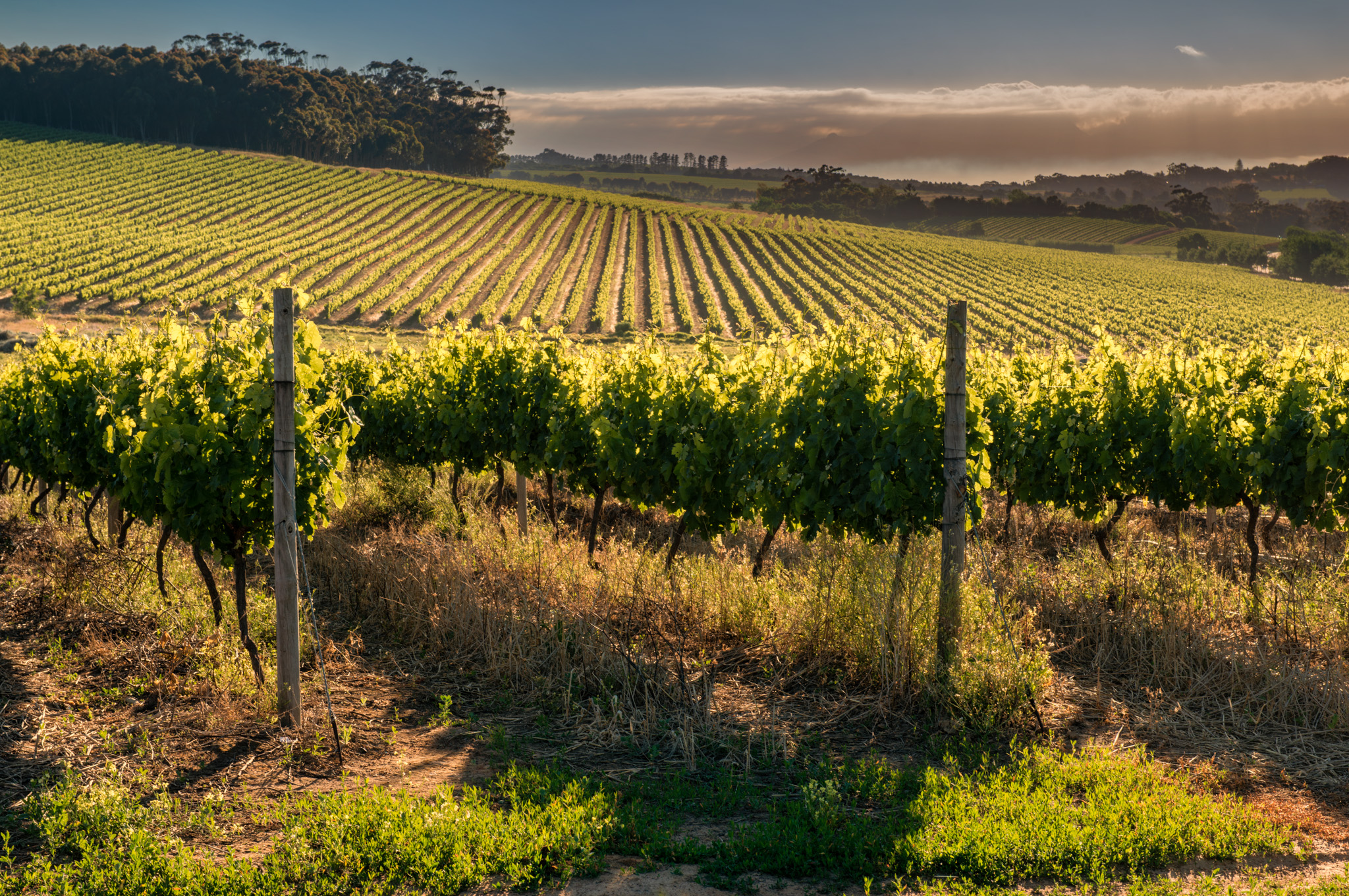 Vineyards at Nitída wine estate